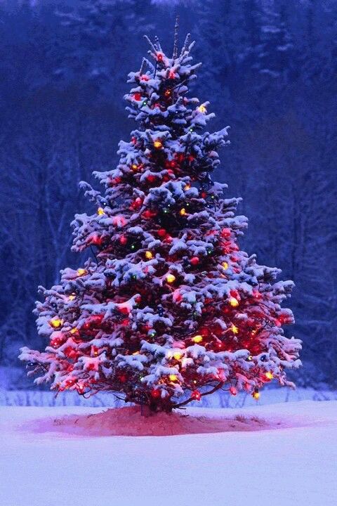 Merry Christimas